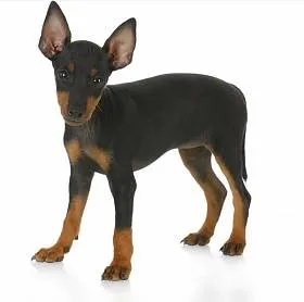 Toy Terrier - a leírás és fotó fajta, kölyök kiválasztása és az árak, az élelmiszer-ellátás és
