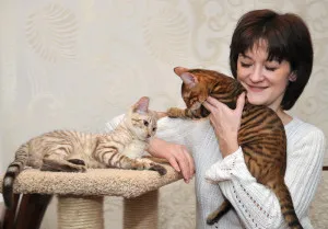 Toyger macska fotó, fajta leírás, karakteres, az ár és a faiskolák