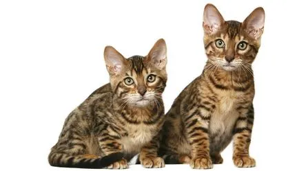 Toyger macska fotó, fajta leírás, karakteres, az ár és a faiskolák