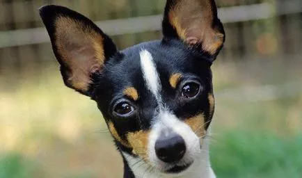 Toy terrier vélemények