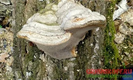 Polypore jelen leírás, fotók, gyógyászati tulajdonságokkal (tapló) Polypore jelen leírás, fotók, gyógyító tulajdonságokkal