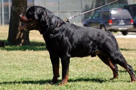 Top 10 leggonoszabb kutyafajták a világon, vivareit