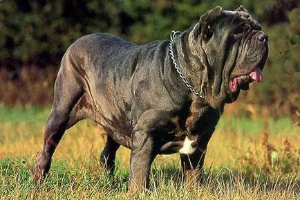 Top 10 legfélelmetesebb fajtájú kutya a világon