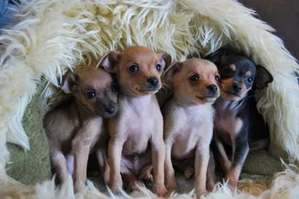 Toy terrier vélemények