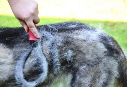 Metsző kutyák eszközök és az alapvető szabályokat (jobb, hogy előnyben) Metsző kutyák eszközök és alapszabályok