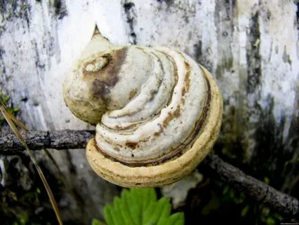 Polypore jelen leírás, fotók, terápiás tulajdonságokkal (gyógyító) Polypore jelen leírás, fotók, gyógyító tulajdonságokkal