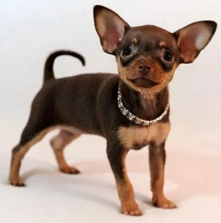 Toy terrier vélemények