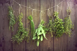 Mi oregano