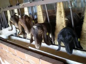 A takarmány és a kecske