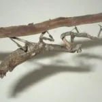 Boas és piton a különbség