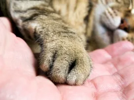 Declawing macskák
