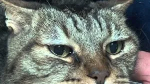 A macska szeme, mint kelések kezelni otthon (cat) A macska szeme gennyed mint kezelni otthon