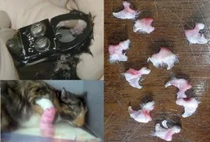 Declawing macskák, és ellen opiratsii következmények igazi házigazdák és az ár