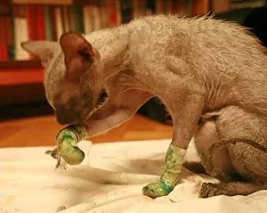 Declawing macskák, és ellen opiratsii következmények igazi házigazdák és az ár