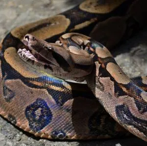 Boas és piton a különbség