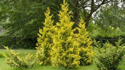 Thuja occidentalis - szól a vásárlás, ültetés és gondozó növények site design ()