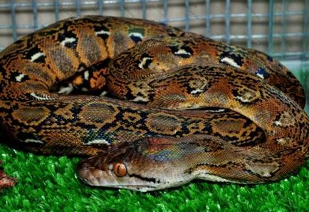 Boas és piton a különbség