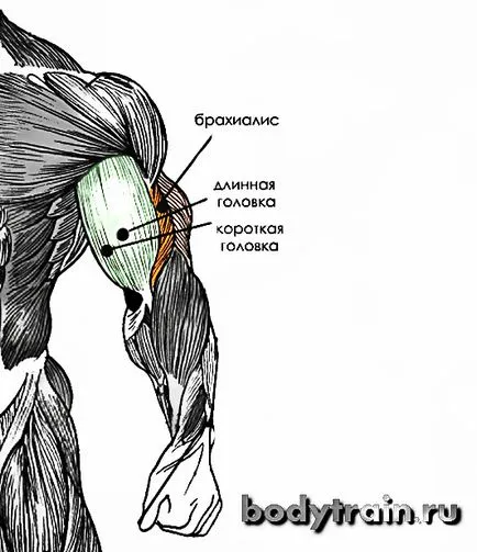 Gyakorlatok bicepsz, domború bicepsz milyen gyorsan (gyors pumpálni a bicepsz) Gyakorlatok bicepsz, domború bicepsz milyen gyorsan