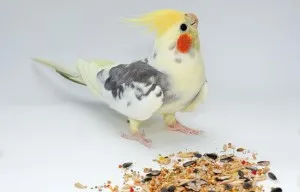 Ápolás, karbantartás és takarmányozási cockatiel papagáj