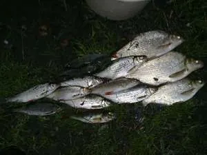 Megtanulják, hogyan kell felépíteni egy feeder kezelni saját kezűleg