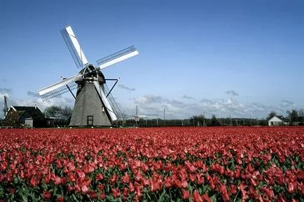 Mi a különbség a holland és Hollandia - egy és ugyanaz-e vagy sem (Hollandia) Mi a különbség a holland és Hollandia - egy és ugyanaz-e vagy sem
