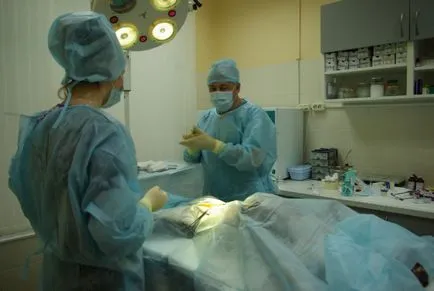 Gondozása egy kutya sterilizálás után, a cikk (a kutya) Gondozása egy kutya sterilizálás után Cikk