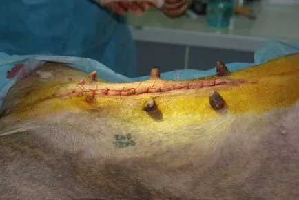Gondozása egy kutya sterilizálás után, a cikk (kutya sterilizálás után) Gondozása egy kutya sterilizálás után Cikk