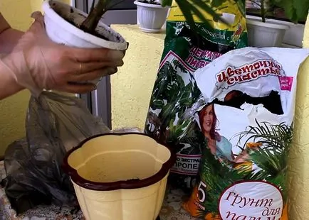 Ápolási palm szoba otthon