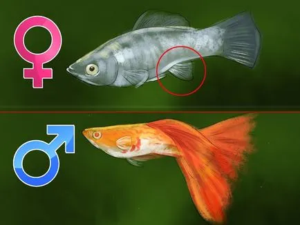 Care megsütjük guppi tartani, ahol áll, mint takarmány (Care megsütjük guppi) Care megsütjük guppi tartani, ahol áll, mint takarmány