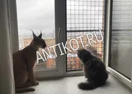 Paddock macska ablak (erkély) Moszkvában