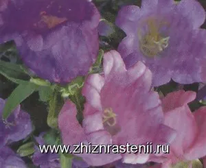 Növényfajok kolokolchikovzhizn