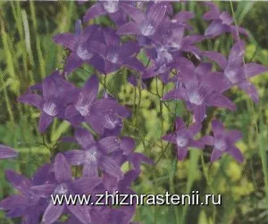 Növényfajok kolokolchikovzhizn