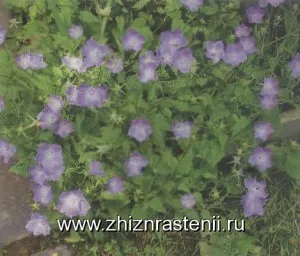 Növényfajok kolokolchikovzhizn