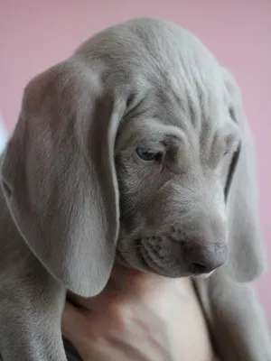 Weimaraner dog fotó és videó szabvány a fajta, weimari vadászat, hosszú hajú és kék