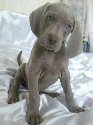 Weimaraner dog fotó és videó szabvány a fajta, weimari vadászat, hosszú hajú és kék