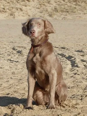 Weimaraner dog fotó és videó szabvány a fajta, weimari vadászat, hosszú hajú és kék