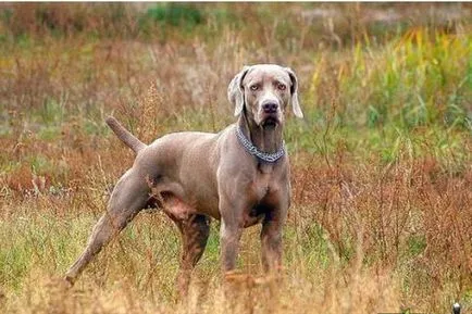 Weimaraner dog fotó és videó szabvány a fajta, weimari vadászat, hosszú hajú és kék