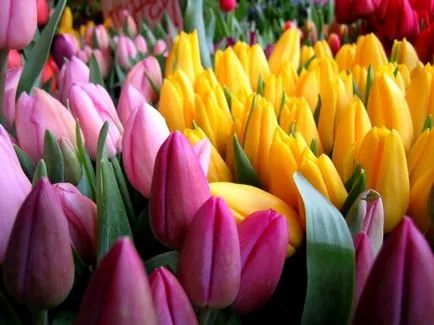 Arra kényszerítve tulipán az otthoni