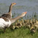 Növekvő ludak az otthoni gondozás és karbantartás, mert az első nap az élet (attól függően, hogy az évszakban) Növekvő ludak az otthoni gondozás és karbantartás, mert az első nap az élet