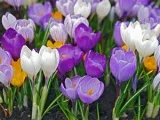 Növekvő orchideák otthon - nehézségek; titkait gondozásában egy orchidea ház, a transzplantáció (orchidea) Növekvő orchideák otthon - nehézségek; titkait gondozásában egy orchidea ház, transzplantáció