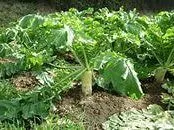Növekvő daikon - élvezni, mint a kert (szerű) Növekvő daikon - élvezni, mint a kertben