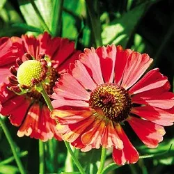 Növekvő helenium, családi ház