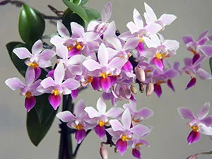 Növekvő orchideák otthon - nehézségek; titkait gondozásában egy orchidea ház, a transzplantáció (feltételek) Növekvő orchideák otthon - nehézségek; titkait gondozásában egy orchidea ház, transzplantáció