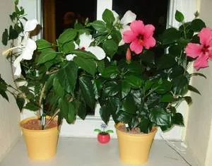 Növekvő hibiszkusz a hazai típusok, telepítése és gondozása rózsa fotó