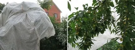 Növekvő cseresznye fajták, ültetés, gondozás és metszési