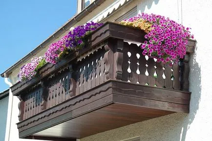 Termesztése és gondozása Petunia - 5 alapvető szabályok (Petunia) Termesztése és gondozása Petunia - 5 alapvető szabályok