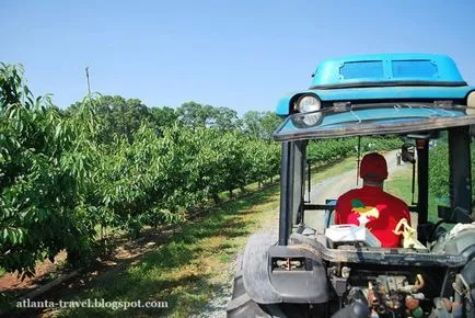Növekvő cseresznye fajták, ültetés, gondozás és metszési