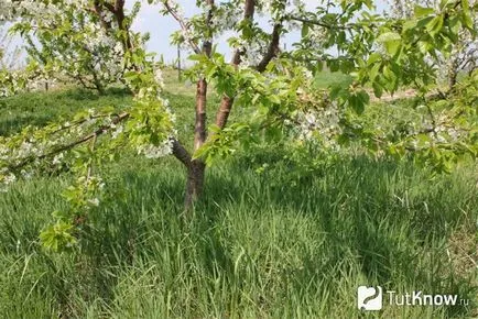 Növekvő cseresznye fajták, ültetés, gondozás és metszési