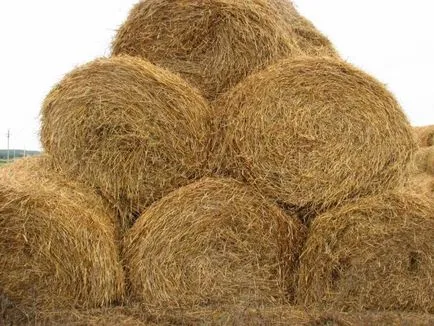 Növekvő burgonyát szalma - 3 legjobb módszer!