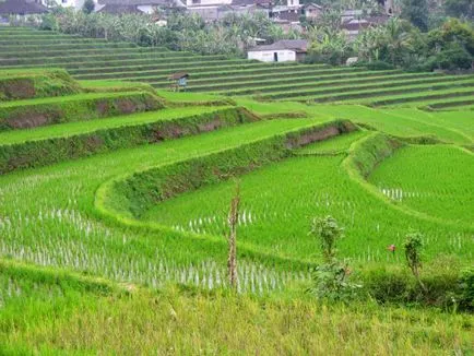 ricegrowing